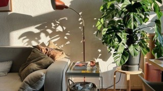 공기 정화 식물, 인테리어 식물 추천 및 …